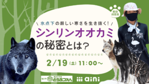 オンラインイベント『冬の旭山動物園をまるごとお届け！』-氷点下の厳しい寒さを生き抜く！シンリンオオカミの秘密とは？